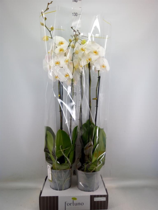 <h4>Phalaenopsis   ...white</h4>