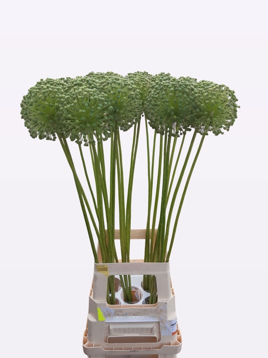 <h4>ALLIUM ZAADBOLLEN</h4>