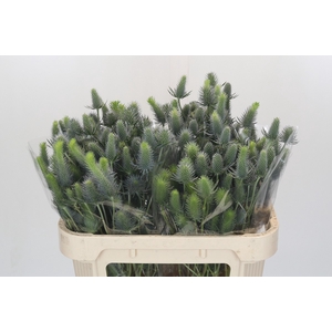 Eryngium Electric Dynamite