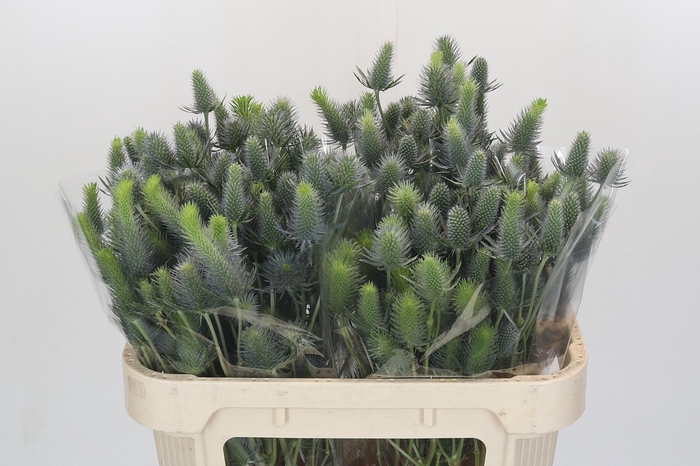 <h4>Eryngium Electric Dynamite</h4>