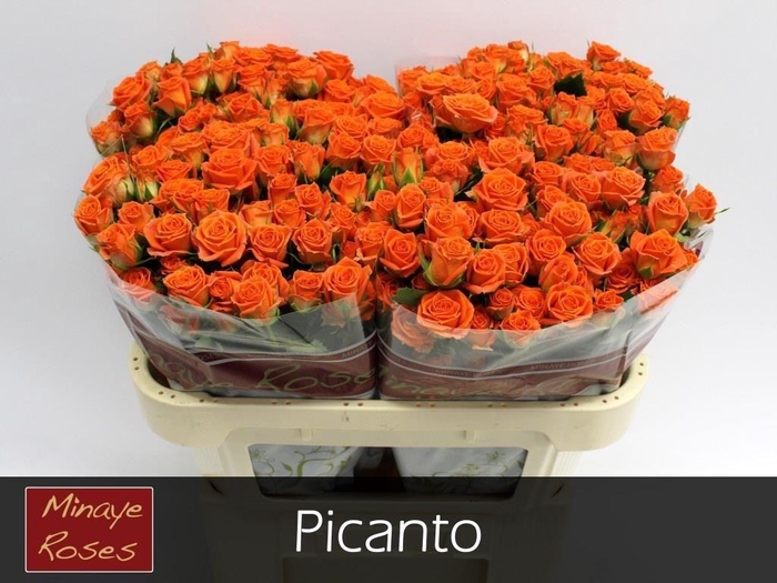 <h4>R TR PICANTO</h4>