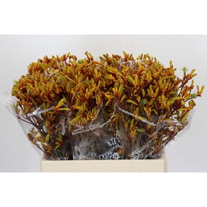 Kangaroo Paw Gold Fever