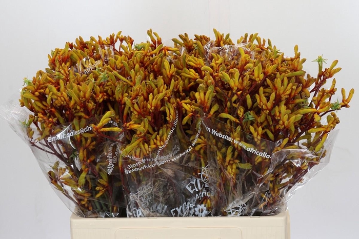 <h4>Kangaroo Paw Gold Fever</h4>