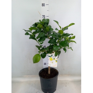 Citrus limon