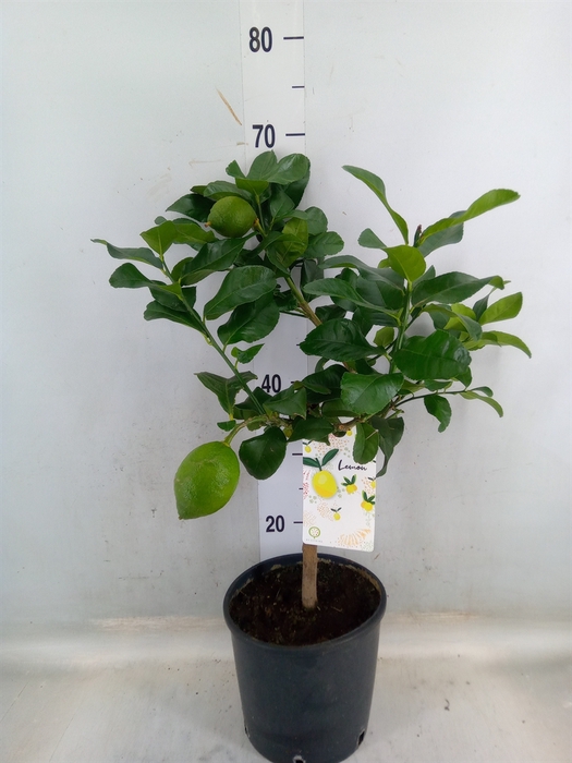 <h4>Citrus limon</h4>