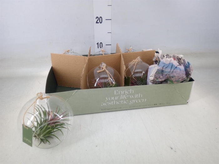 <h4>Arr.  Tillandsia L%</h4>