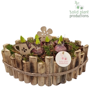 HHY006 Napoli Large Hyacint