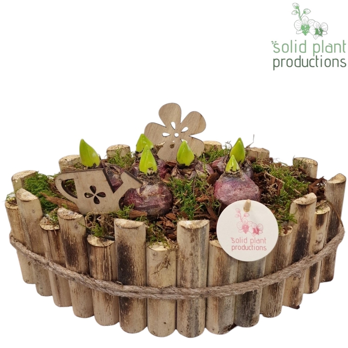 <h4>HHY006 Napoli Large Hyacint</h4>