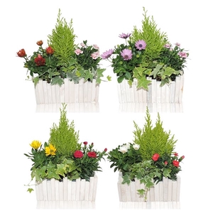 Collectie Anna Arrangement in Houten Bak Rechthoek 24 cm