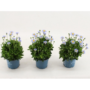 Felicia Felicitara Blue