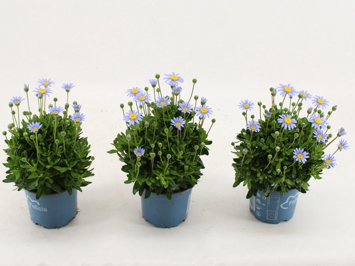 <h4>Felicia Felicitara Blue</h4>