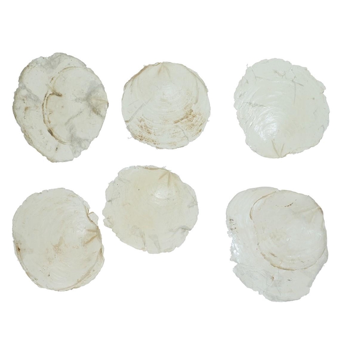 <h4>Capiz Shell 200g</h4>
