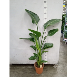 Strelitzia nicolai