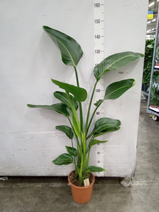 <h4>Strelitzia nicolai</h4>