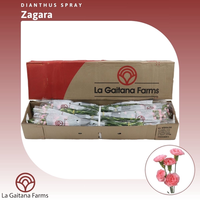 <h4>Dianthus tr Zagara</h4>