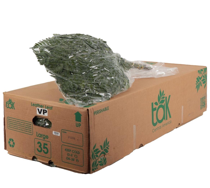 <h4>Lederv. Large Vac</h4>