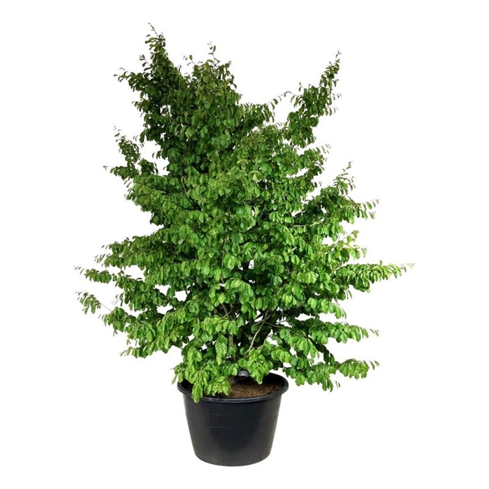 <h4>Parrotia persica</h4>