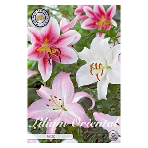 Lilium Oriental Mixed x3 16/18