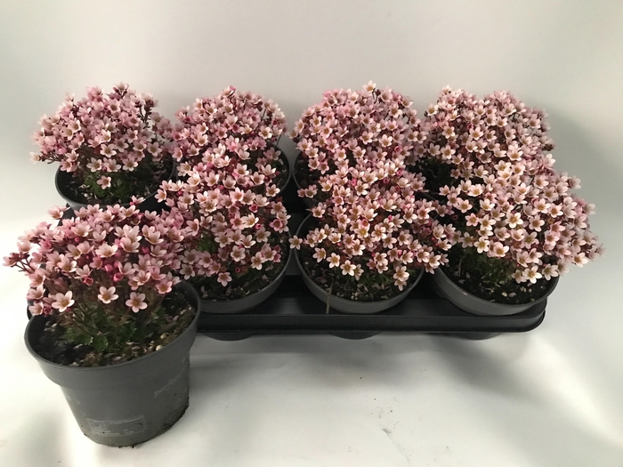 <h4>SAXIF AR TOUR SCARL</h4>