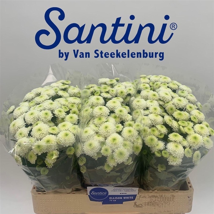 <h4>Chr S Ferry</h4>