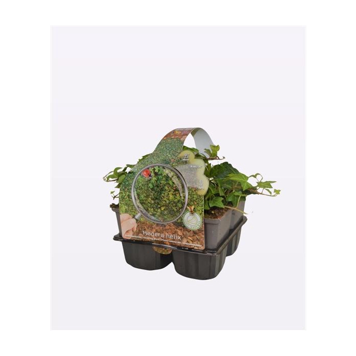 <h4>Hedera helix</h4>