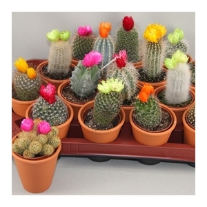 Cactus versierd