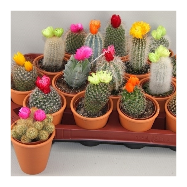 <h4>Cactus versierd</h4>