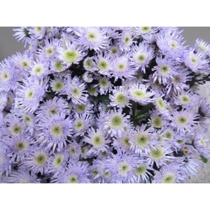 Chr S Maradona Sweet Milka