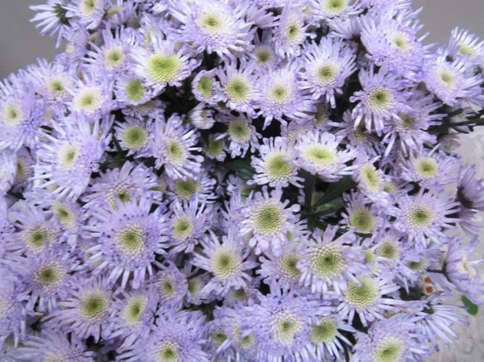 <h4>Chr S Maradona Sweet Milka</h4>