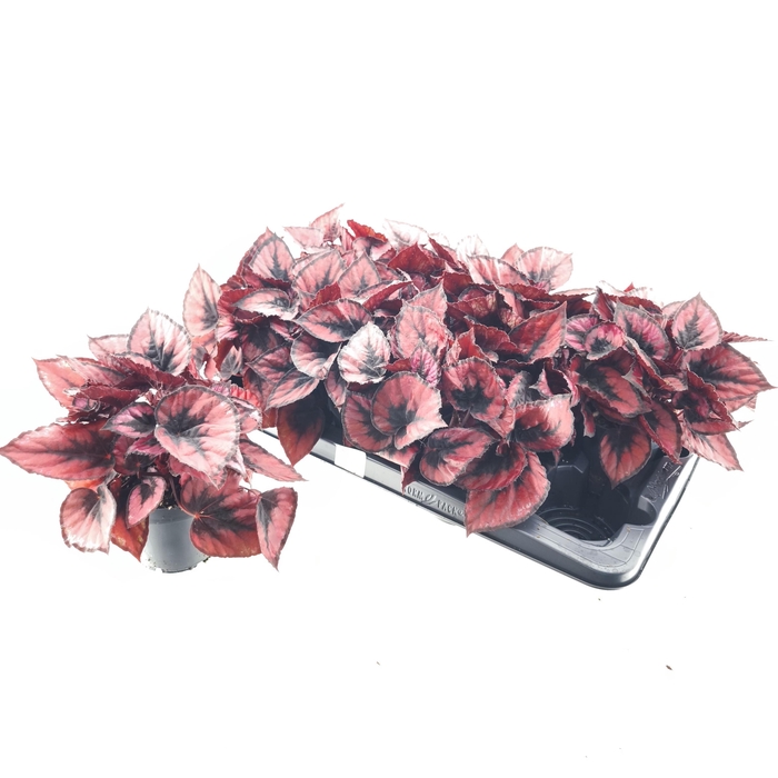 <h4>BEG M C RED KISS</h4>