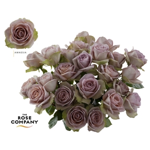 Rosa Ec Amnesia