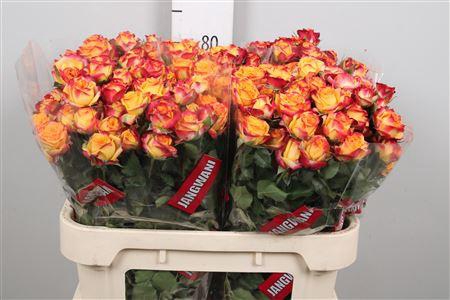 <h4>R Tr Land Of Fire</h4>