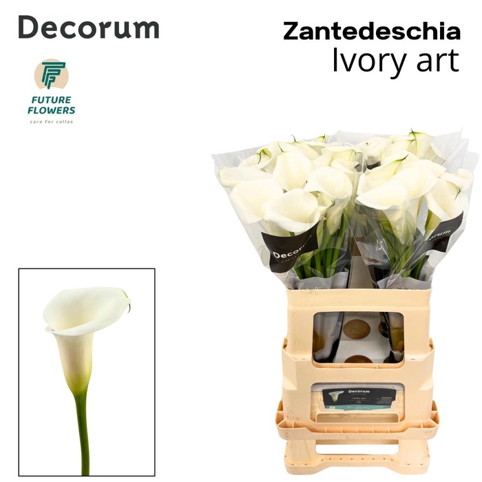 <h4>Zant Ivory Art</h4>