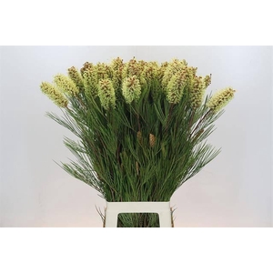 GREVILLEA SPIDERMAN*