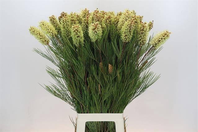 <h4>GREVILLEA SPIDERMAN*</h4>