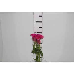 CELOSIA ARG CRISTATA NEO ROSE 060 CM