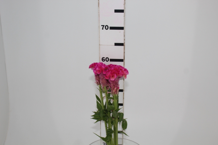 CELOSIA ARG CRISTATA NEO ROSE 060 CM