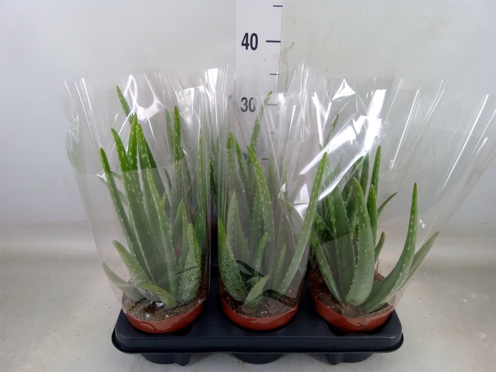 <h4>Aloe vera</h4>