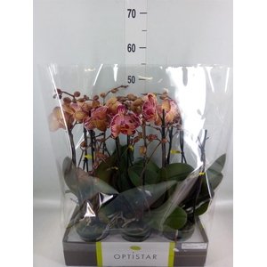 Phalaenopsis   ...red