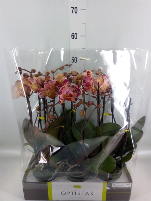 <h4>Phalaenopsis   ...red</h4>