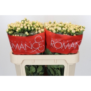 Hypericum Cool Romance