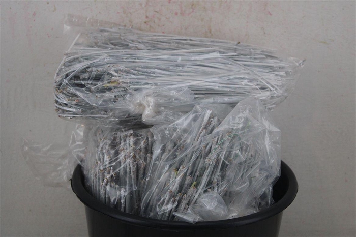 <h4>Dennen Naalden White</h4>