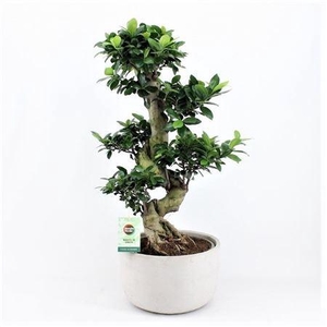 Ficus Mi Ginseng Keramiek Concrete Round
