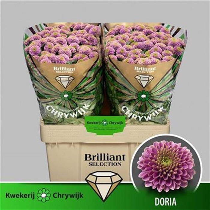 <h4>Chr S Doria</h4>