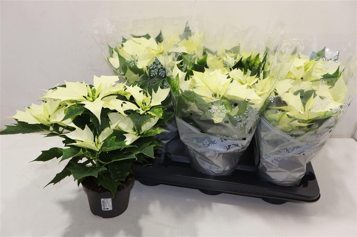 <h4>Euphor P Alaska</h4>