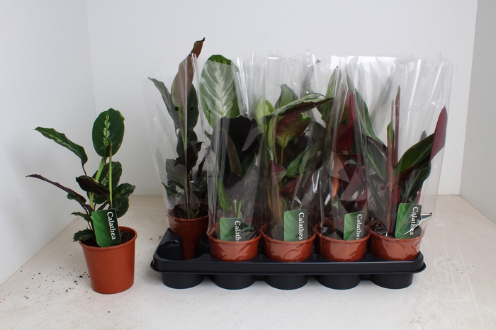 <h4>CALAT GEM 3 SRT</h4>