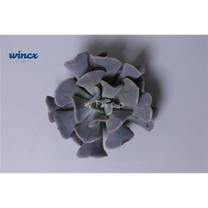 Echeveria Cubic Frost Cutflower