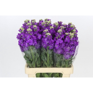 Matthiola Iron Purple