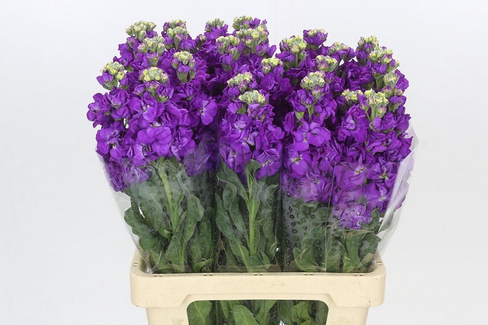 <h4>Matthiola Iron Purple</h4>