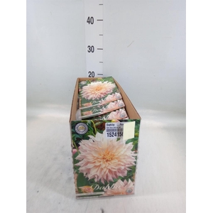 Dahlia   ...flowerbulbs